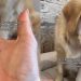 Golden Retriever Is ‘Absolutely Disgusted’ by a Crawling Ladybug