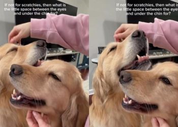 Video: Golden Retrievers Enjoying ‘Scratchies’ Steals Hearts