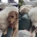 Video: Big Dog Competes With Golden Retriever Siblings for Owner’s Attention