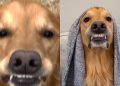 Video: Owner Captures Golden Retriever’s Unique ‘Best Smiles’