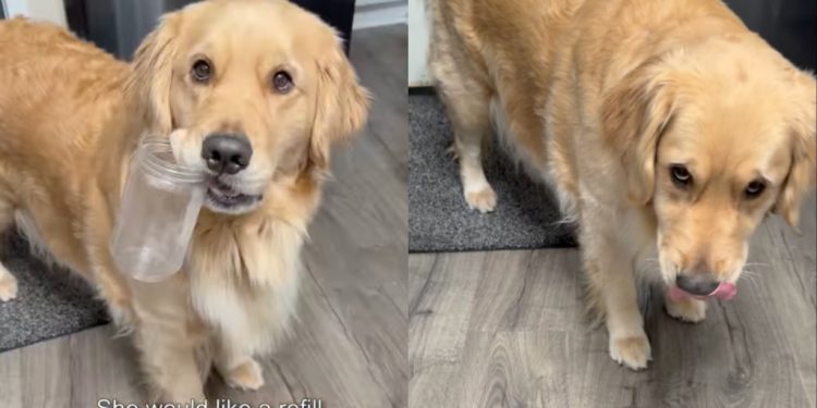 Video: Dog ‘Came Prepared’ for Peanut Butter Refill