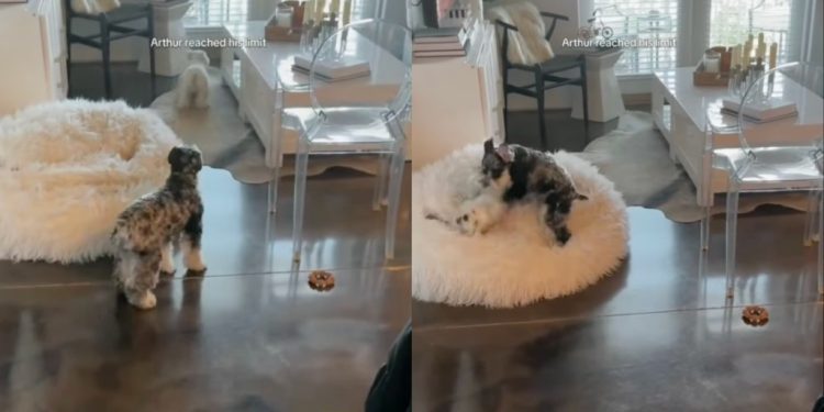 Video: Dog’s Reaction After the Other Dog Goes on a Zoomies Spree Is Priceless