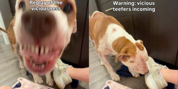 Foster Dog Shows Off Her Sweet & Sassy Side in Moving Video