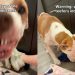 Foster Dog Shows Off Her Sweet & Sassy Side in Moving Video