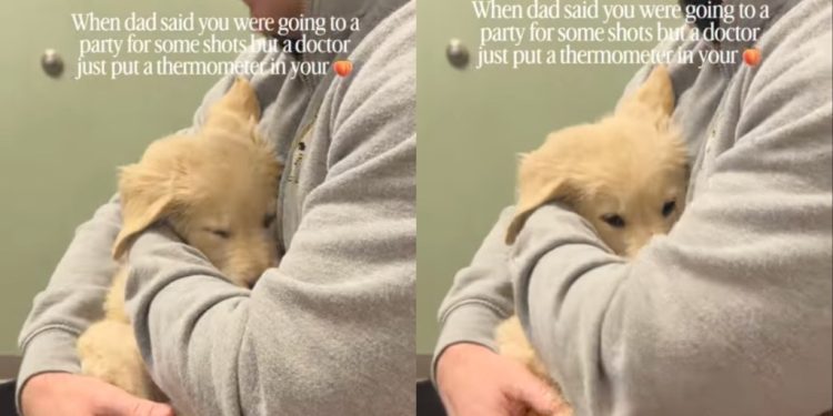 Golden Retriever Puppy Melts Into Owner’s Arms During Vet Visit