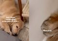 Video: Dog Recharges at His Favorite Spot in Home