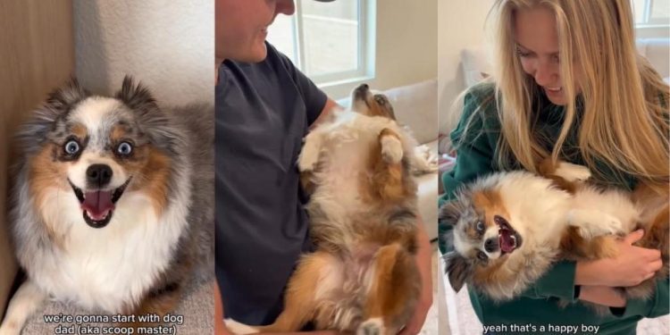 Video: Dog Loves Getting Scooped up by Mom & Dad