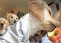 Golden Retrievers Slowly Surround Owner When She Eats