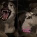 Video: Husky Can’t Stop Annoying Her Brother