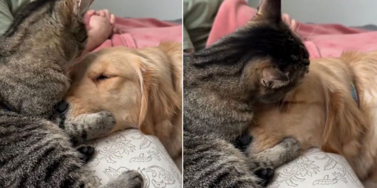 Video: Cat Holds Golden Retriever Close & Showers With Kisses