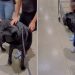 Video: Big Dog & Little Girl Have a Sweet Meet Cute in Supermarket Aisle