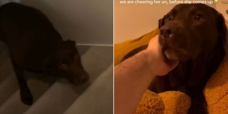 Video: Tripod Labrador Shows Dad She’s Good at Climbing Stairs