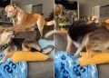 Dog Shows Off Rage-Baiting Skills in Hilarious Video