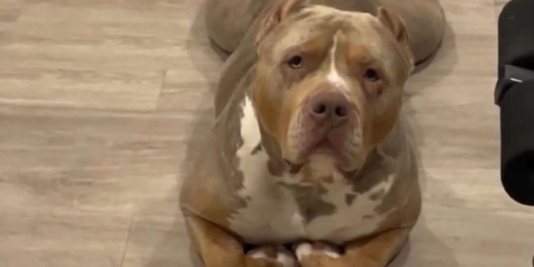 American Bully Goes Viral for Lying Down Like a Cat