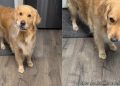 Video: Golden Retriever Comes Prepared to Ask for More Peanut Butter