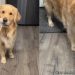 Video: Golden Retriever Comes Prepared to Ask for More Peanut Butter
