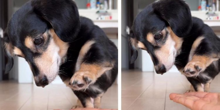 Video: Dog Wants the Treat Before Doing the Trick