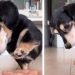 Video: Dog Wants the Treat Before Doing the Trick
