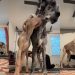 Video of Two Big Dogs Invading Owner’s Yoga Session Will Make Your Day
