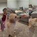 Little Girl Trains Golden Retriever Puppy Fun Tricks & How To Be Gentle