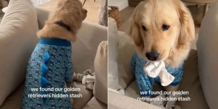 Video: Owners Find Golden Retriever’s ‘Hidden Stash’