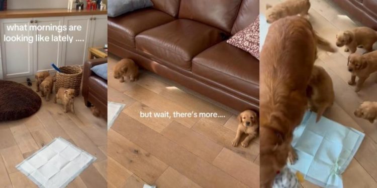 Golden Retriever Puppies Keep Popping up From Under a Couch