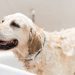 Golden Retriever Dumps Random Things in the Tub To Disrupt Mom’s Baths