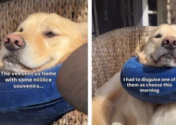 Video: Owner Treats Dog’s Injury With Cheese but There’s a Catch