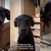 Video: Dog ‘Threatens’ Owner by Putting Random Things in His Mouth