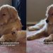 Golden Retriever Being Super Patient With Chihuahua Brother