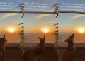 Dog Loves Nothing More Than a Sunset