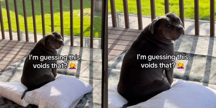 Dog Has Other Plans for Pillows Mom Left Out To Sanitize in the Sun