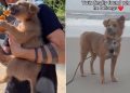 Rescue Dog Finds Forever Home After Being Lost & Living on the Streets