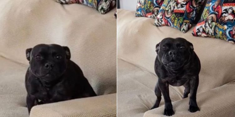Dog Knocks a Pillow Off the Couch & Then Tries To Distract Mom