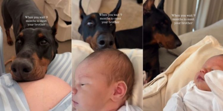 Dog Is Totally Obsessed With Baby After Waiting 9 Months To Meet Him