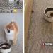 Dog’s Reaction to Cat Trying To Steal Food Is Hilarious